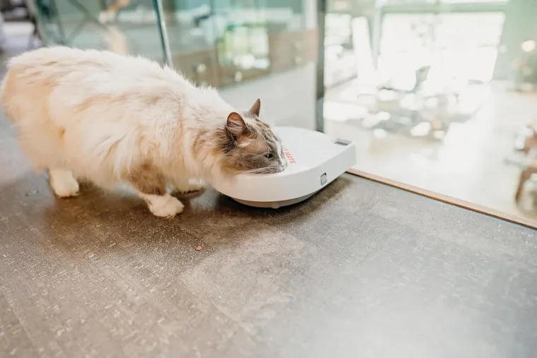 Cat Mate C300 im Katzenhaushalt